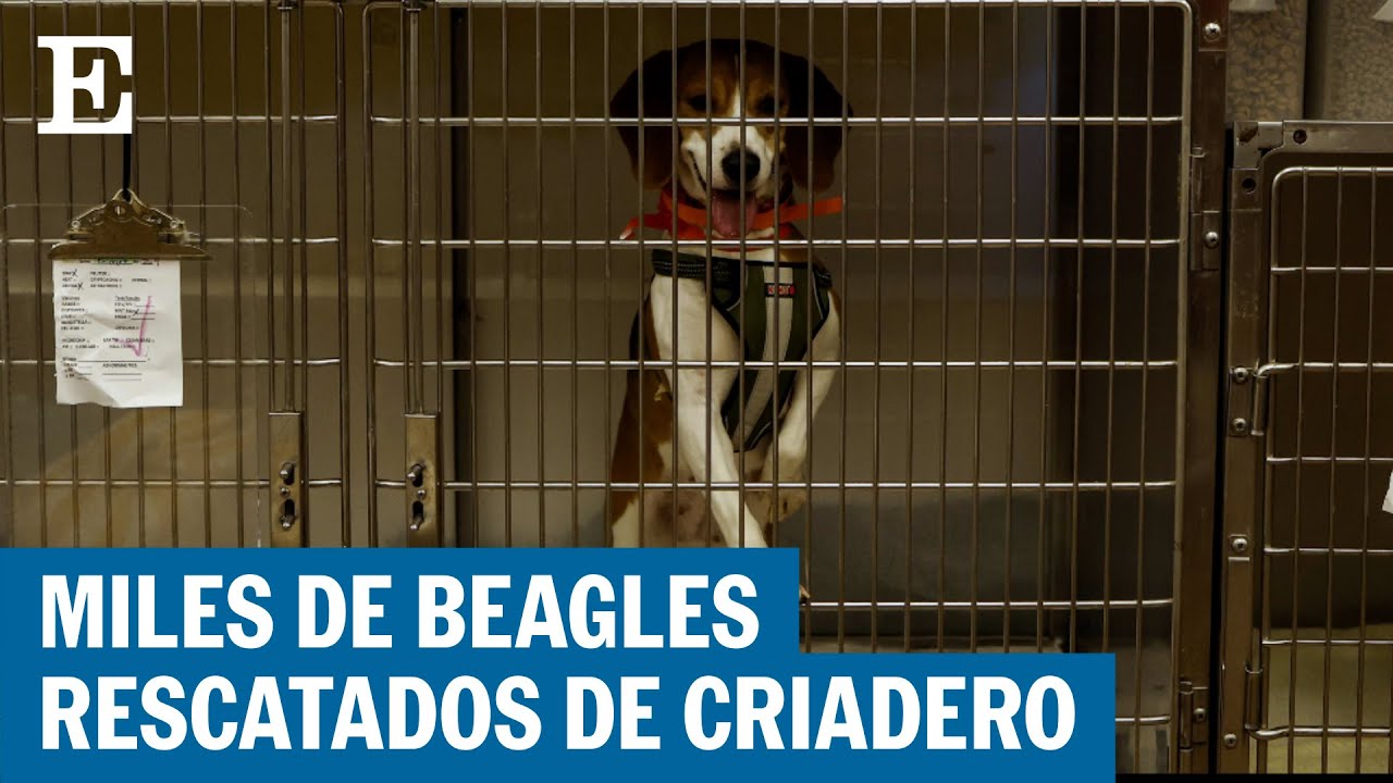 Los mejores criaderos de perros en La Rioja: Encuentra tu compañero perfecto
